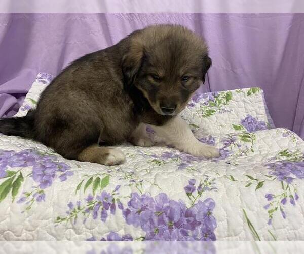 Medium Photo #1 Anatolian Shepherd-Unknown Mix Puppy For Sale in Modesto, CA, USA