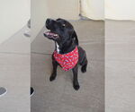 Small #2 American Pit Bull Terrier Mix