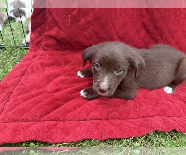 Medium Photo #25 Borador Puppy For Sale in MARION, VA, USA