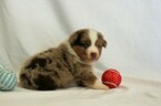 Small Photo #3 Miniature Australian Shepherd Puppy For Sale in MOUNT VERNON, WA, USA