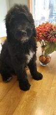 Bernedoodle Puppy for sale in BLOOMINGTON, IN, USA