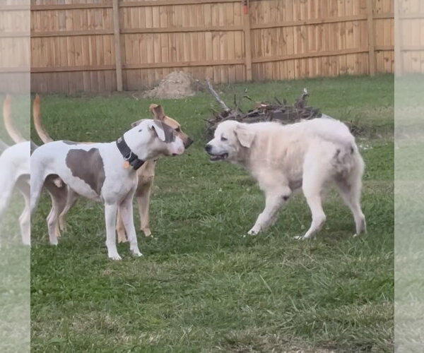 Medium Photo #2 Great Pyrenees-Unknown Mix Puppy For Sale in Germantown, OH, USA