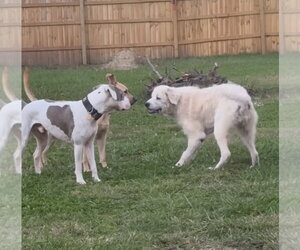 Grim - Male Great Pyrenees-Unknown Mix Dog for Adoption - Photo #2