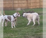 Small Photo #2 Great Pyrenees-Unknown Mix Puppy For Sale in Germantown, OH, USA