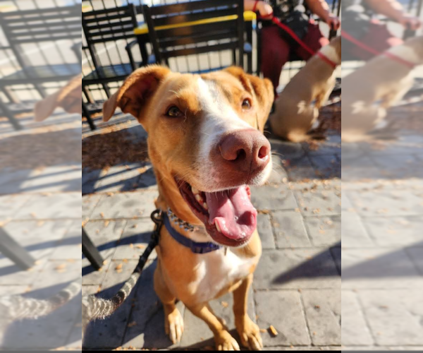 Medium Photo #5 Boxador Puppy For Sale in garner, NC, USA