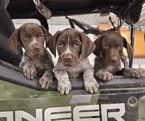 German Shorthaired Pointer Puppy for sale in ROCHESTER, IL, USA