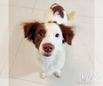 Small #1 Border Collie-Colonial Cocker Spaniel Mix