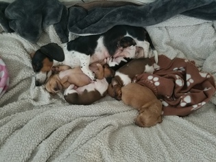 Mother of the Dachshund puppies born on 03/24/2018