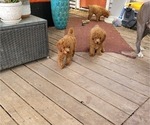 Small #3 Poodle (Miniature)