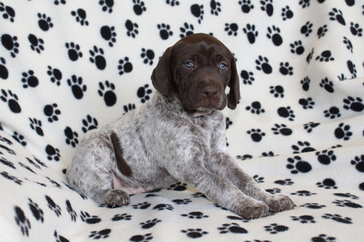 Medium Photo #5 German Shorthaired Pointer Puppy For Sale in BLAINSPORT, PA, USA