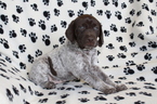 Small Photo #5 German Shorthaired Pointer Puppy For Sale in BLAINSPORT, PA, USA