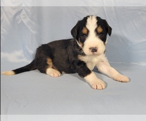 Bernedoodle Puppy for Sale in BLACK FOREST, Colorado USA