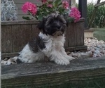 Puppy Baxter Havanese