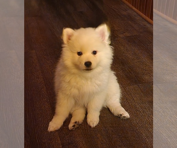 Medium Photo #1 Miniature American Eskimo Puppy For Sale in RUDOLPH, WI, USA