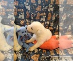 Small Photo #47 German Shepherd Dog Puppy For Sale in CECILIA, KY, USA