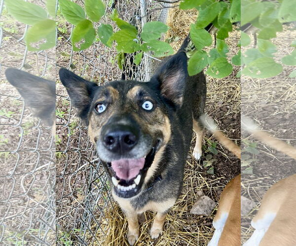 Medium Photo #3 German Shepherd Dog-Unknown Mix Puppy For Sale in Green Forest, AR, USA