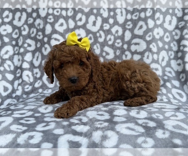 Medium Photo #3 Cock-A-Poo Puppy For Sale in LAKELAND, FL, USA