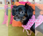 Small #6 Chiweenie