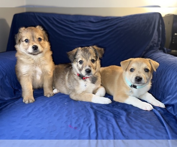 Medium Photo #1 Mini Australian Shepterrier Puppy For Sale in DETROIT, MI, USA