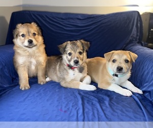Mini Australian Shepterrier Puppy for sale in DETROIT, MI, USA