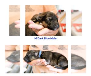 King Shepherd-Shiloh Shepherd Mix Puppy for sale in GREENVILLE, MI, USA