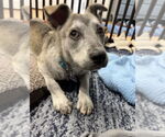 Small #9 Mutt