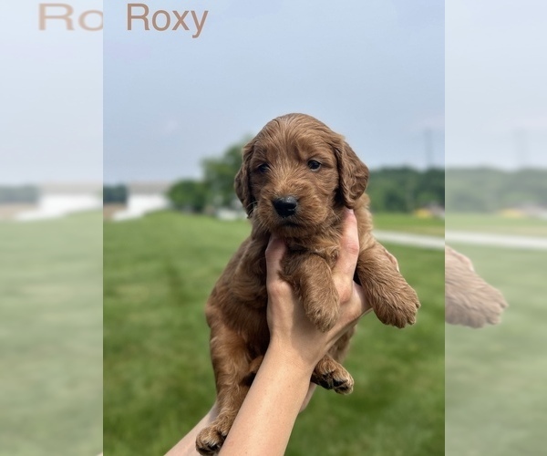 Medium Photo #4 Goldendoodle (Miniature) Puppy For Sale in FREDERICKSBG, OH, USA