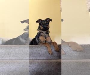German Shepherd Dog-Unknown Mix Dogs for adoption in Rootstown, OH, USA