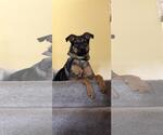 Small German Shepherd Dog Mix