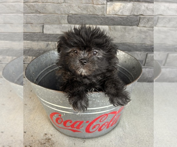 Medium Photo #5 Shiranian Puppy For Sale in MIDDLEBURY, IN, USA