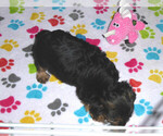 Small Photo #10 Yorkshire Terrier Puppy For Sale in ORO VALLEY, AZ, USA