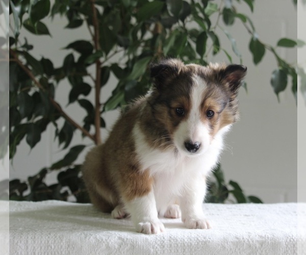 Medium Photo #1 Shetland Sheepdog Puppy For Sale in FREDERICKSBURG, OH, USA