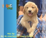 Puppy Bay Golden Retriever