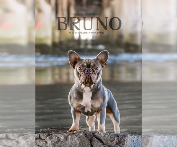 Medium Photo #1 French Bulldog Puppy For Sale in RICHARDS, TX, USA