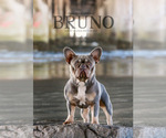 Small Photo #1 French Bulldog Puppy For Sale in RICHARDS, TX, USA