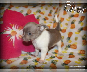 Mother of the Chihuahua puppies born on 02/08/2025