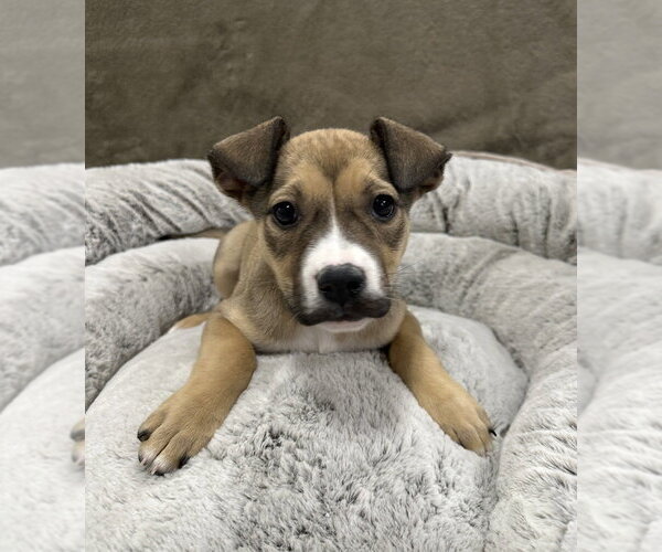 Medium Photo #9 German Shepherd Dog-Unknown Mix Puppy For Sale in Lakewood, CO, USA
