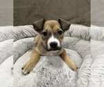 Small #8 German Shepherd Dog Mix