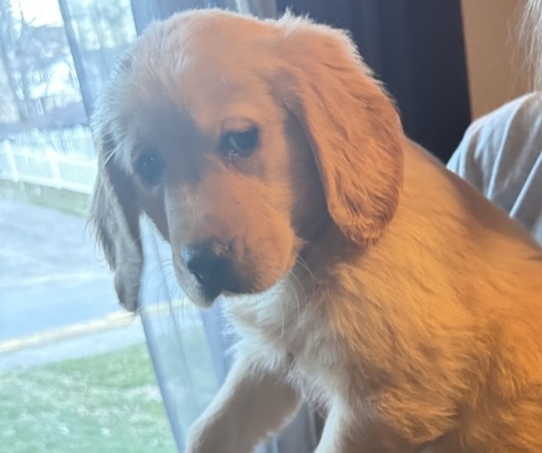 Medium Photo #1 Golden Retriever Puppy For Sale in CLARKSBURG, WV, USA