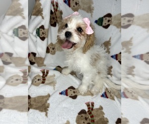 Cavapoo Puppy for sale in RANDOLPH, MA, USA