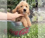 Jace - Male Cockapoo (Miniature) Puppy for Sale - Photo #4