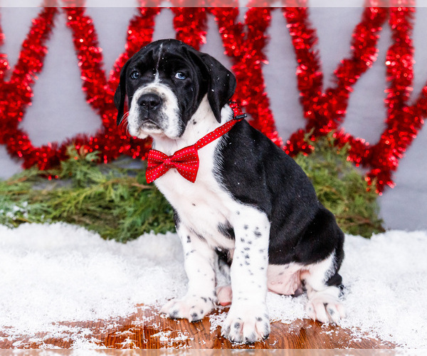 Medium Photo #14 Great Dane Puppy For Sale in WAKARUSA, IN, USA