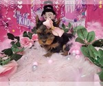 Small Photo #14 Yorkshire Terrier Puppy For Sale in HARKER HEIGHTS, TX, USA