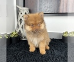 Small #4 Pomeranian