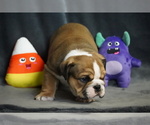Puppy Puppy 1 English Bulldog