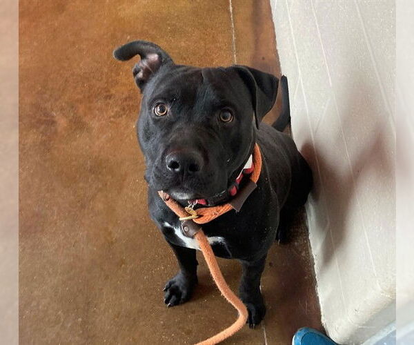 Medium Photo #2 Mutt Puppy For Sale in Louisville, KY, USA