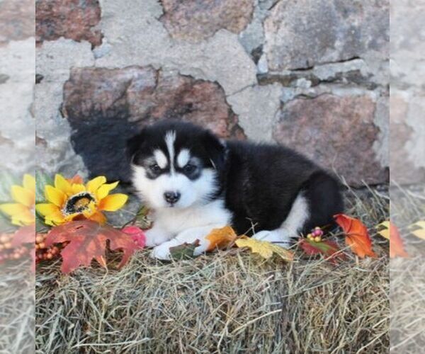 Medium Photo #3 Alaskan Malamute Puppy For Sale in CROGHAN, NY, USA