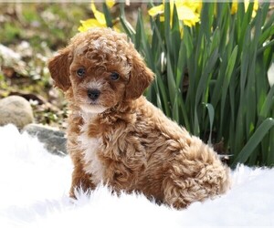 Poodle (Miniature) Puppy for sale in FREDERICKSBG, OH, USA