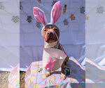 Small #7 American Pit Bull Terrier-American Staffordshire Terrier Mix