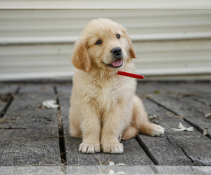 Golden Retriever Puppy for sale in LIBERTY, KY, USA
